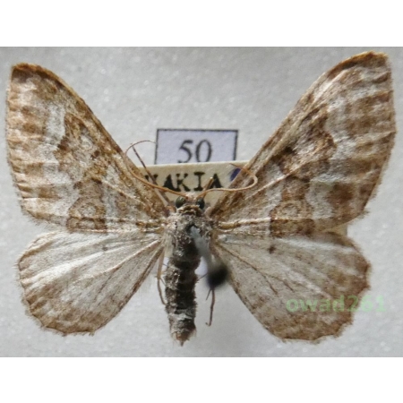 Epirrhoe molluginata (Hübner, 1813) Czech50